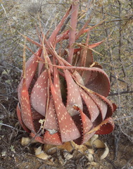 Aloe microstigma microstigma