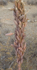 Aloe microstigma microstigma