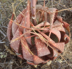 Aloe microstigma microstigma