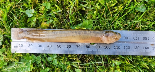 Brown mudfish (Neochanna apoda) — Galaxiidae — 2