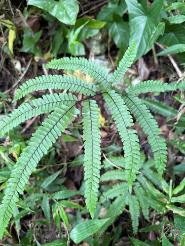 Adiantum pyramidale observed 2026-05-29