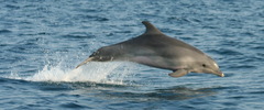 Tursiops truncatus ponticus