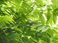 Myotis formosus flavus