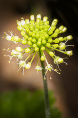 Hydrocotyle bonplandii