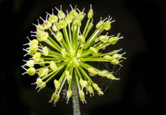 Hydrocotyle bonplandii