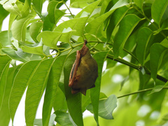 Myotis formosus flavus