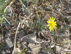 Crassothonna cacalioides