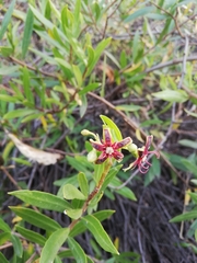 Periploca chevalieri