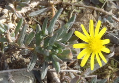 Crassothonna cacalioides