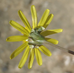 Crassothonna cacalioides