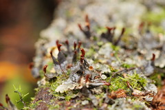 Peltigera dolichorhiza