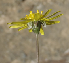 Crassothonna cacalioides