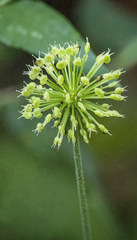 Hydrocotyle bonplandii