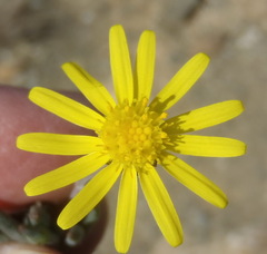 Crassothonna cacalioides