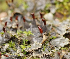 Peltigera dolichorhiza