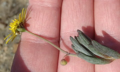 Crassothonna cacalioides