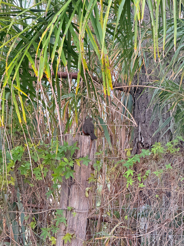Rufous-bellied Thrush