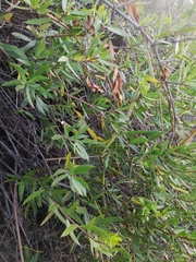 Periploca chevalieri