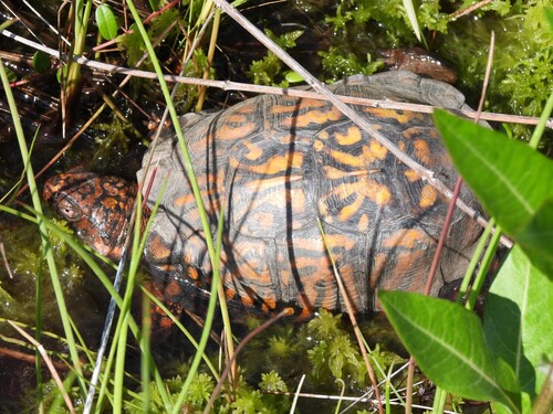 Eastern Box Turtle