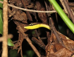 Oxybelis rutherfordi