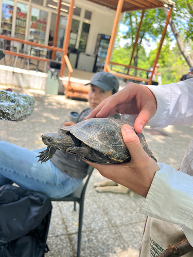 Western Caspian Turtle