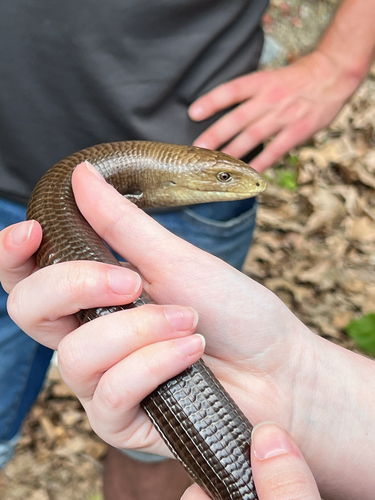 European Glass Lizard