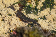 Smallsucker Clingfish photo 2