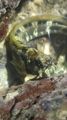 Istiblennius dussumieri