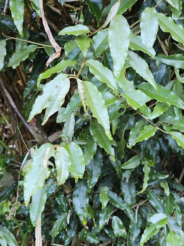 Elaeagnus glabra observed 2026-05-30