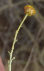 Asteraceae