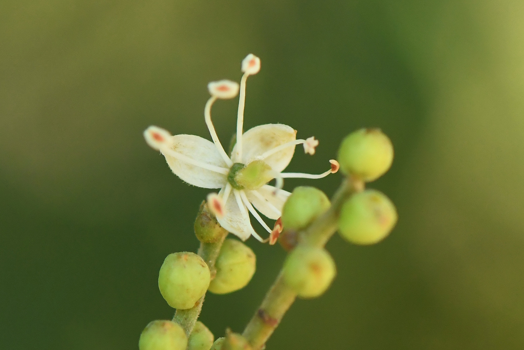 Copaiba