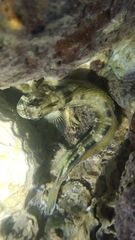 Istiblennius dussumieri
