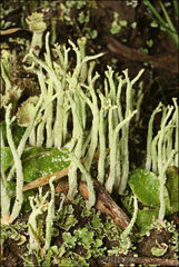 Cladonia corniculata