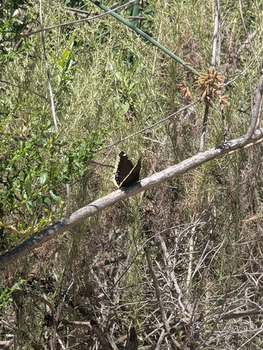 iNaturalist observation photo of Mourning Cloak
