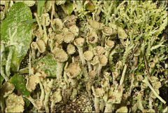Cladonia humilis