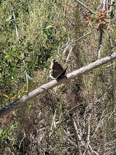 iNaturalist observation photo of Mourning Cloak