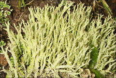 Cladonia ramulosa