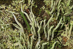 Cladonia corniculata
