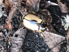 Ancognatha ustulata