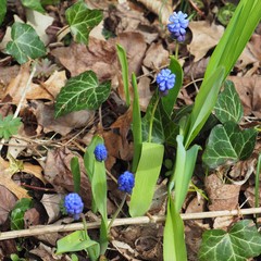 Muscari latifolium