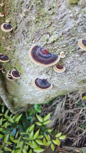 観察された菌類