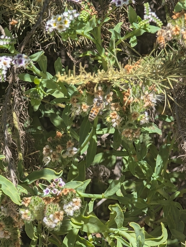 iNaturalist observation photo of Western Honey Bee