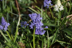 Hyacinthoides italica