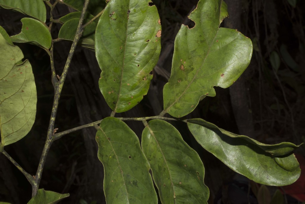Diplotropis purpurea (Sucupira)