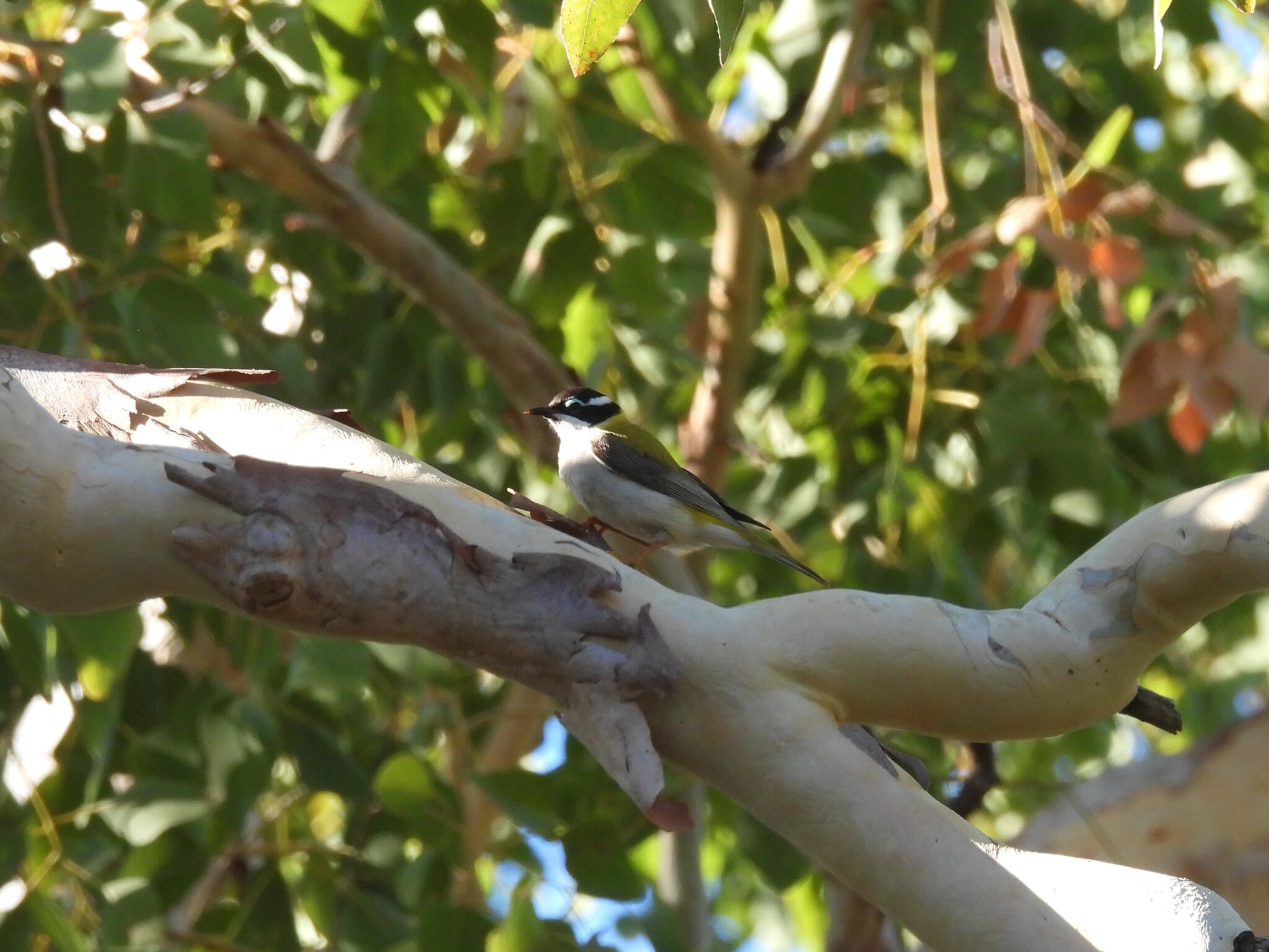 Black-chinned Honeyeater (Melithreptus gularis), photo 3