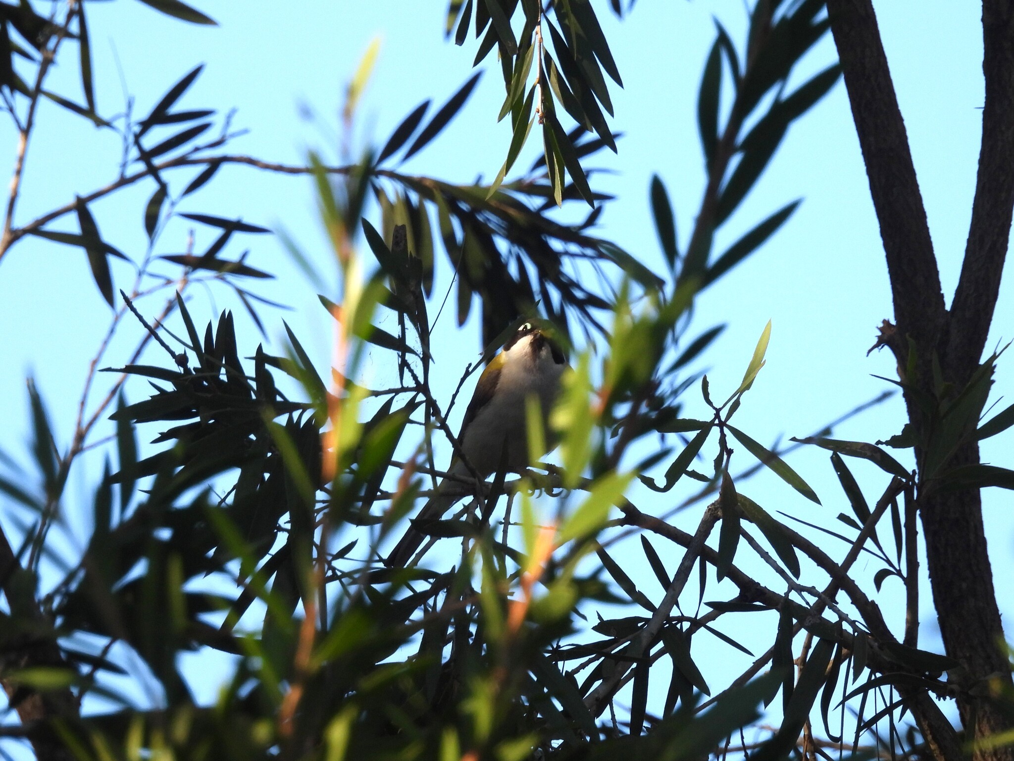 Black-chinned Honeyeater (Melithreptus gularis), photo 4