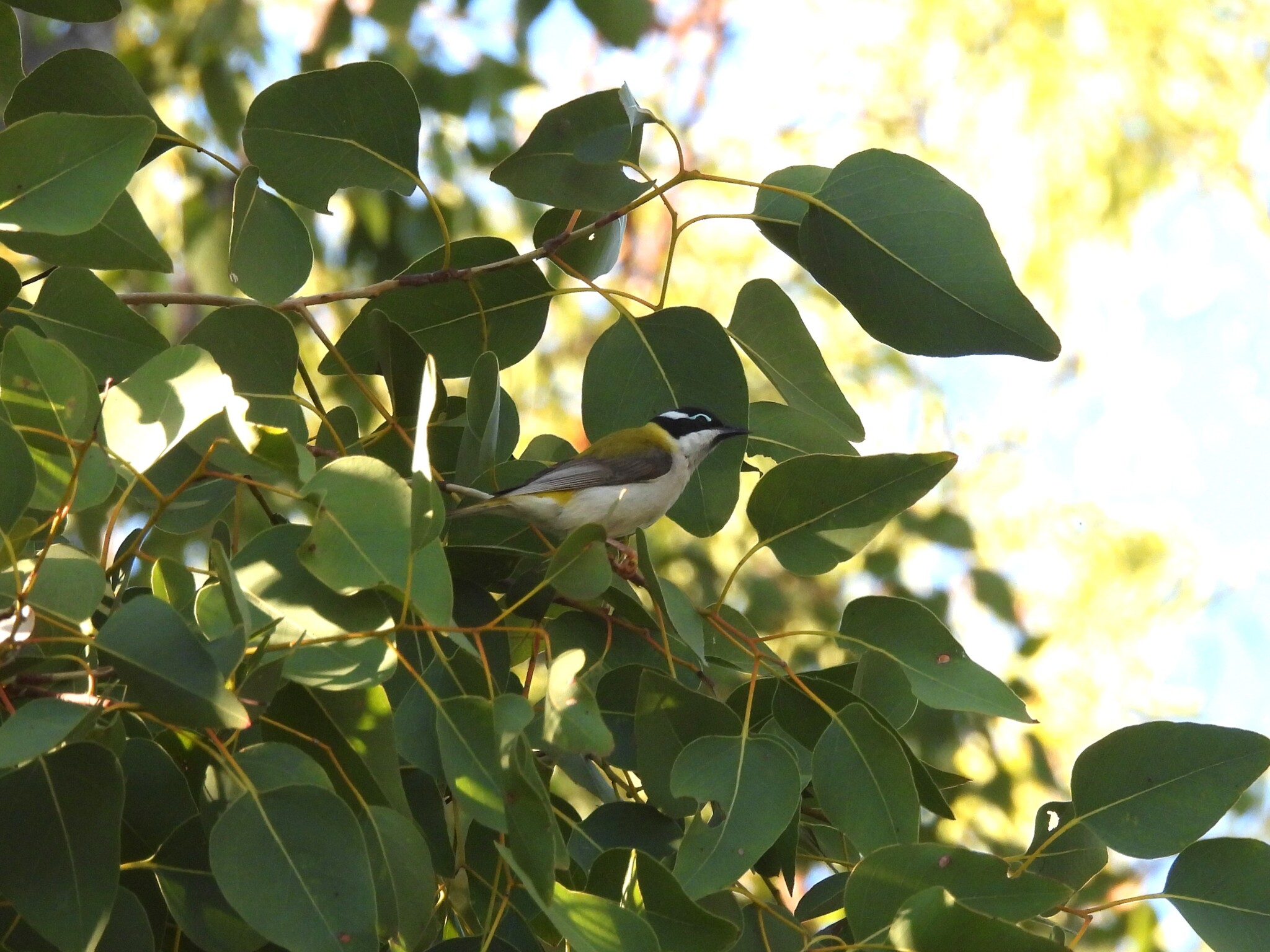 Black-chinned Honeyeater (Melithreptus gularis), photo 2