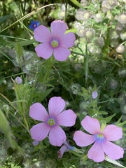 Linum pubescens