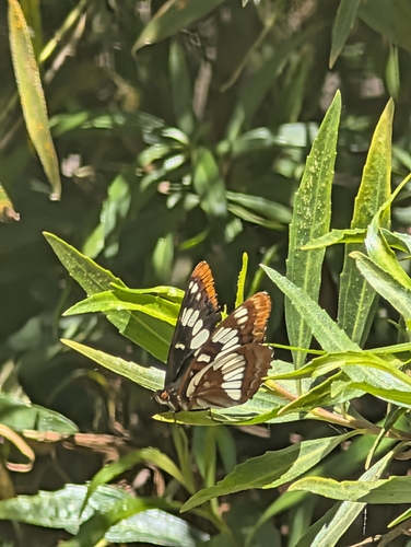 iNaturalist observation photo of Lorquin's Admiral