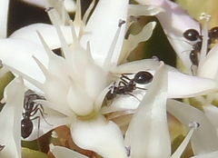 Monomorium fridae